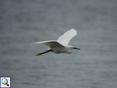 Seidenreiher (Egretta garzetta)