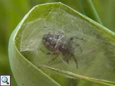 Schilfradspinne (Larinioides cornutus)