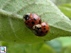 Asiatische Marienkäfer (Harmonia axyridis)