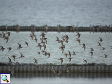 Ein Trupp Sichelstrandläufer (Calidris ferruginea)