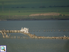 Stege dienen Wasservögeln wie den Krauskopfpelikanen (Pelecanus crispus) als Ruheplätze