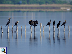 Kormorane (Phalacrocorax carbo)