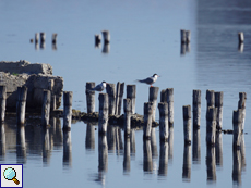 Flussseeschwalben (Sterna hirundo)