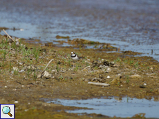 Genaues Hinschauen lohnt sich: ein Flussregenpfeifer (Charadrius dubius) am Ufer