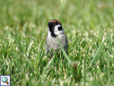 Männlicher Feldsperling (Passer montanus)