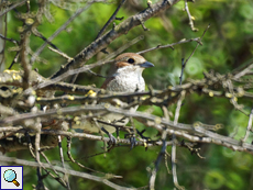 Weiblicher Neuntöter (Lanius collurio)