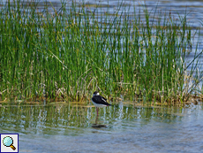 Stelzenläufer (Himantopus himantopus) schläft am seichten Ufer des Schabla-Sees