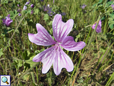 Wilde Malve (Malva sylvestris)