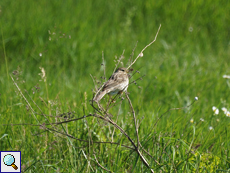 Grauammer (Emberiza calandra)