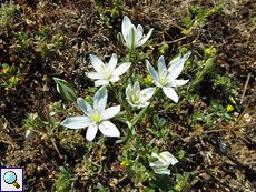 Dolden-Milchstern Artenkomplex (Ornithogalum umbellatum)