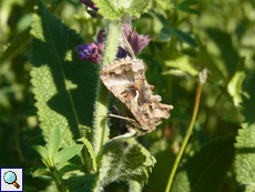 Gammaeule (Autographa gamma)