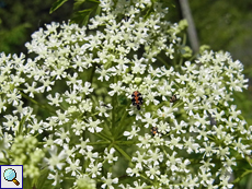 Teppichkäfer (Anthrenus scrophulariae)