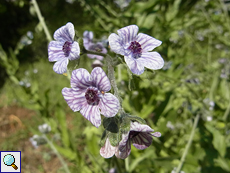 Kretische Hundszunge (Cynoglossum creticum)