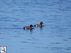 Moorenten (Aythya nyroca)