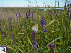 Großer Feuerfalter (Lycaena dispar)