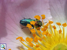 Anthaxia nitidula signaticollis