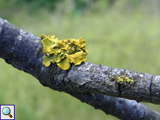 Gewöhnliche Gelbflechte (Xanthoria parietina)