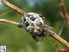 Weibliche Schilfradspinne (Orb-weaver Spider, Larinioides cornutus)