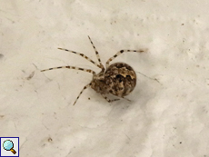 Theridion sp., Text folgt,