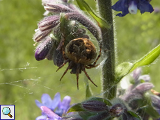 Körbchenspinne (Gorse Orb-weaver, Agalenatea redii)