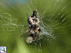 Cyclosa sierrae, Weibchen