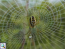 Streifenkreuzspinne (Cricket Bat Orb-weaver, Mangora acalypha)