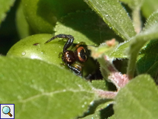 Synema globosum, Weibchen
