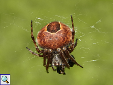 Weibliche Marmorierte Kreuzspinne der Pyramidatusform (Marbled Orb-weaver, Araneus marmoreus)