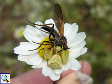 Weibliche Gehöckerte Krabbenspinne (Thomisus onustus)