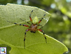 Männliche Kürbisspinne (Cucumber Green Spider, Araniella sp.)