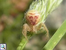 Unbestimmte Spinnenart Nr. 6 (Heriaeus sp.)