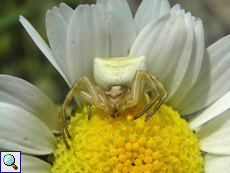 Weibliche Gehöckerte Krabbenspinne (Thomisus onustus)