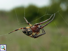 Männliche Schilfradspinne (Orb-weaver Spider, Larinioides cornutus)