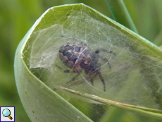 Weibliche Schilfradspinne (Orb-weaver Spider, Larinioides cornutus)