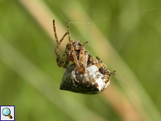 Gehörnte Kreuzspinne (Orb-weaver, Araneus angulatus)
