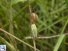 Gemeine Streckerspinne (Longjawed Orb-weaver, Tetragnatha extensa)