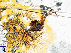 Pistius truncatus, Männchen