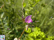 Saat-Wicke (Vicia sativa)