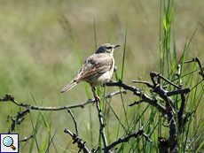 Brachpieper (Anthus campestris)