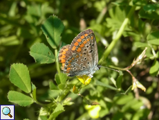 Kleiner Sonnenröschen-Bläuling (Aricia agestis)