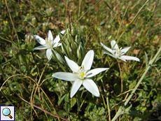 Dolden-Milchstern Artenkomplex (Ornithogalum umbellatum)