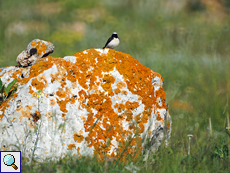 Männlicher Nonnensteinschmätzer (Oenanthe pleschanka)