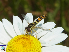 Männliche Gemeine Stiftschwebfliege (Sphaerophoria scripta)