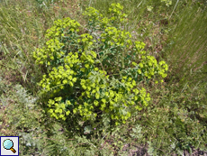 Unbestimmte Wolfsmilch-Art (Euphorbia sp.)