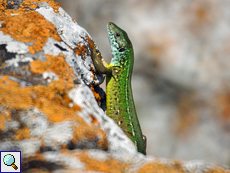 Auch Östliche Smaragdeidechsen (Lacerta viridis) leben in den Steppengebieten Bulgariens