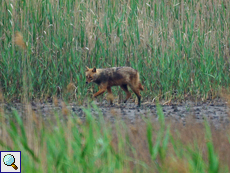 Goldschakal (Golden Jackal, Canis aureus)