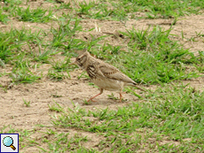Haubenlerche (Crested Lark, Galerida cristata)