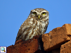 Steinkauz (Little Owl, Athene noctua)