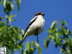 Männlicher Rotkopfwürger (Woodchat Shrike, Lanius senator)