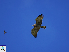 Schlangenadler (Short-toed Eagle, Circaetus gallicus)